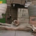 ..... Gaybrielp faz fursuit de poodle para lamber a giromba do coitado dog desavisado que dormia pentaloucamente depois de um dia cansativo de trabalho