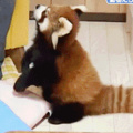 Red panda wants some food