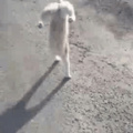 jongleur chat