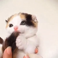 cute kitty