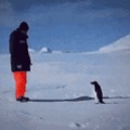 Funny little penguin