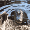 Cat vs alligator (the cat is alive dont worry)