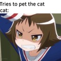 the cat