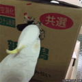 Even parrots love boxes
