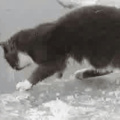 chat de pêche