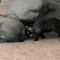 Aí você pensa que o hipopótamo está dormindo, mas lembra que otacusfurrysbronys gostam de levar pancadas na bunda e chega à conclusão que ele é um otacufurrybrony