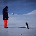 Attack of the killer penguins