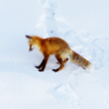 Fox crash