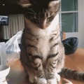 This cat really has party moves.