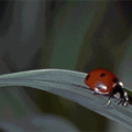 Lady bugs are adorable