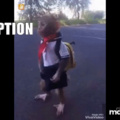 O macaco está indo a escola, emocionante.