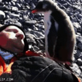 Pinguim assassino