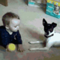 Pupper teaching hooman how to play fetch
