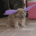 Pupperfly