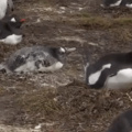 El Pinguino Cursiento