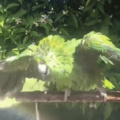 Birdie getting clean