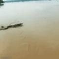 after while crocodile (what a fast boy)