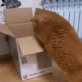 Gato en caja