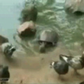 Turtles are sloHMYGOD!