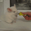 Chinchilla scooting for food