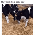 What a cute cow
