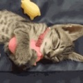 Kitty sleeping