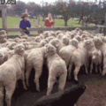 That's how you count sheep