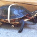 La tortuga más rápida del mundo..  :v