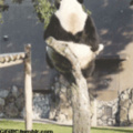 Panda getting too fat for his branch