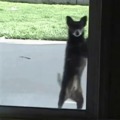 Do the Doggy Nova - his hips are speaking to you… Let me in!