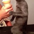 Gaybrielp tomando sorvete de sêmen
