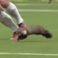 The ancient art of ferret wrestling, still practiced in the backwaters of Australia.