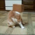 boxy head cat