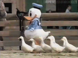Donald Duck, Roi des Duckface.
