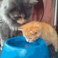 Mama showing baby how to drink