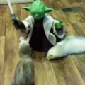 Yoda entrena a urones