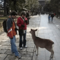 Japanese deer bowing it's head in respect