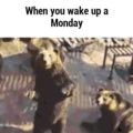 Monday bear