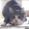commented item thumbnail