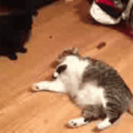 Briga entre gatos obesos!