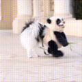 Panda ^-^
