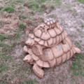 onward tortoise steed!