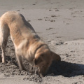 Dog digging...Perfect loop
