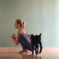 This goat yoga is catching on.