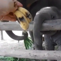 Such a cute face the baby elephant has