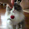 "As gentle as a cat touching a cherry"