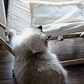 Cat figures out hammock
