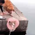 Perro salva a pescado :0
