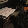 Why do cats hate printers