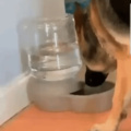 When your water dish is haunted